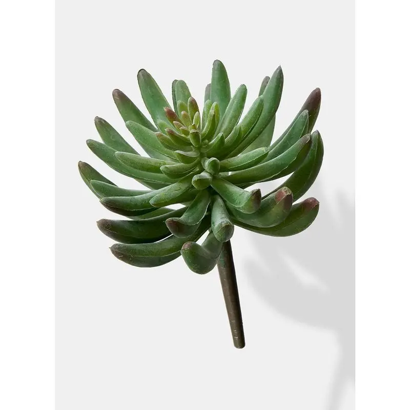 6" Mixed Green And Burgundy Succulent Pick 1
