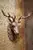 Cast Iron Buck Head Wall Mount – Rustic Wildlife Decor 1