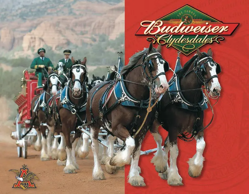 Desperate Enterprises Budweiser Clydesdales Retro Tin Sign 1