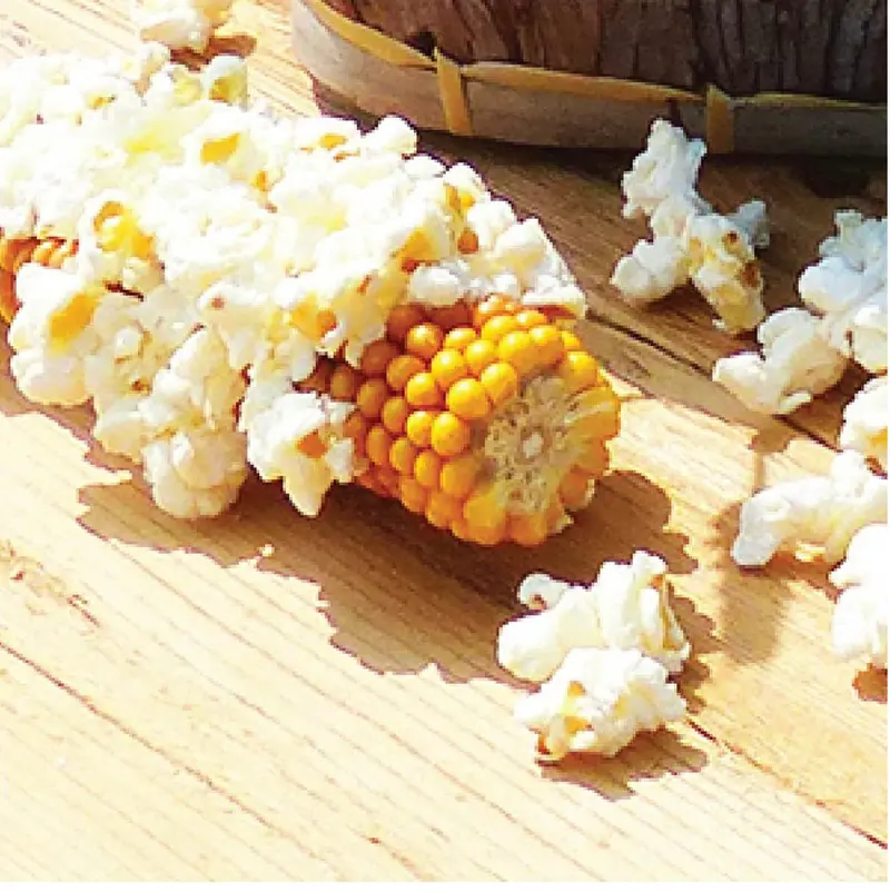 Farmer'S Popcorn Cob – Natural Whole Ear Snack 1